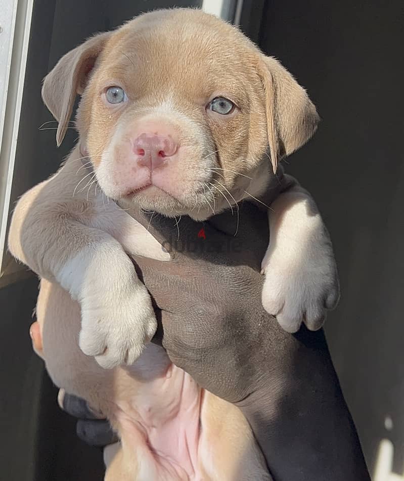 Blue eyes Red nose puppies 1