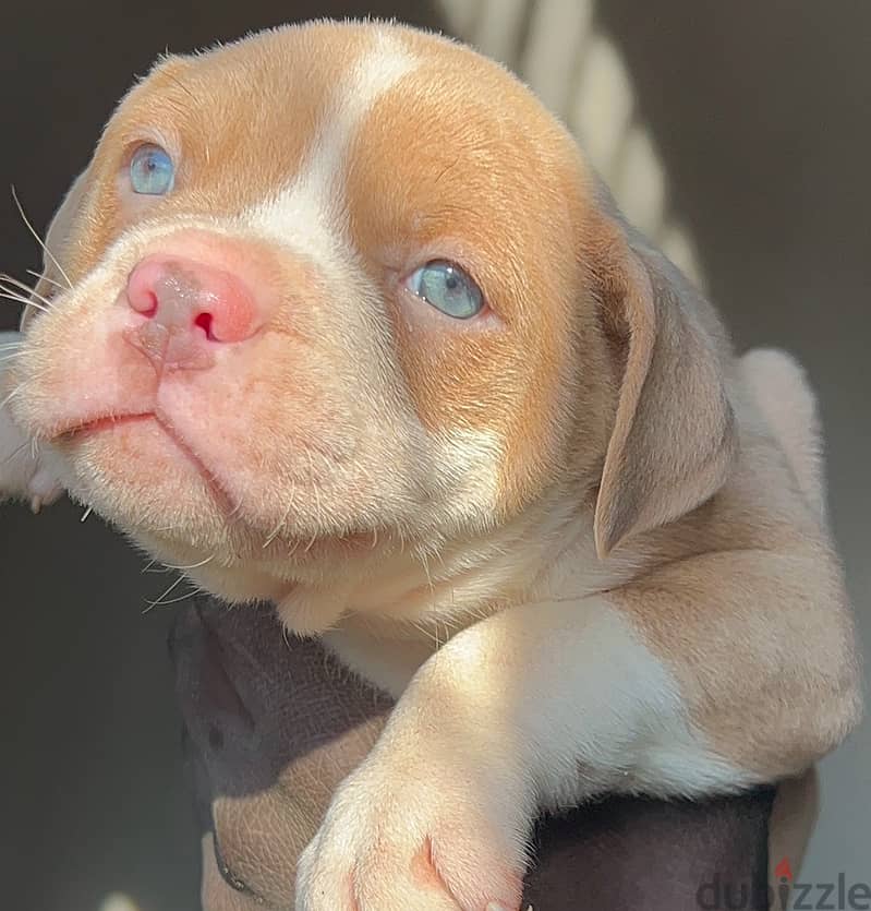 Blue eyes Red nose puppies 5