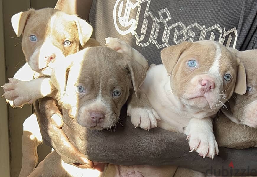 Blue eyes Red nose puppies 11