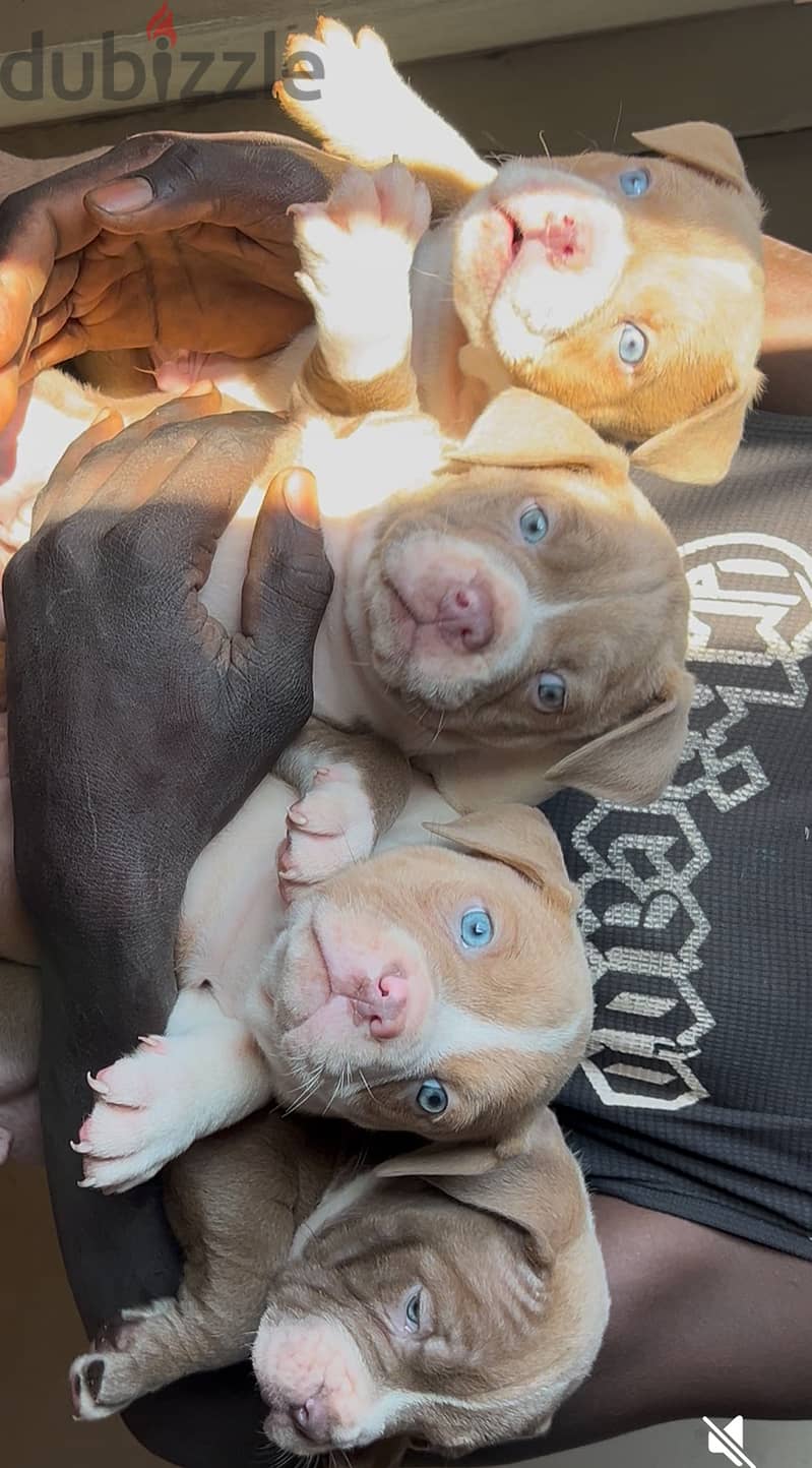 Blue eyes Red nose puppies 13