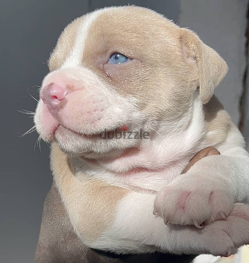 Blue eyes Red nose puppies 14