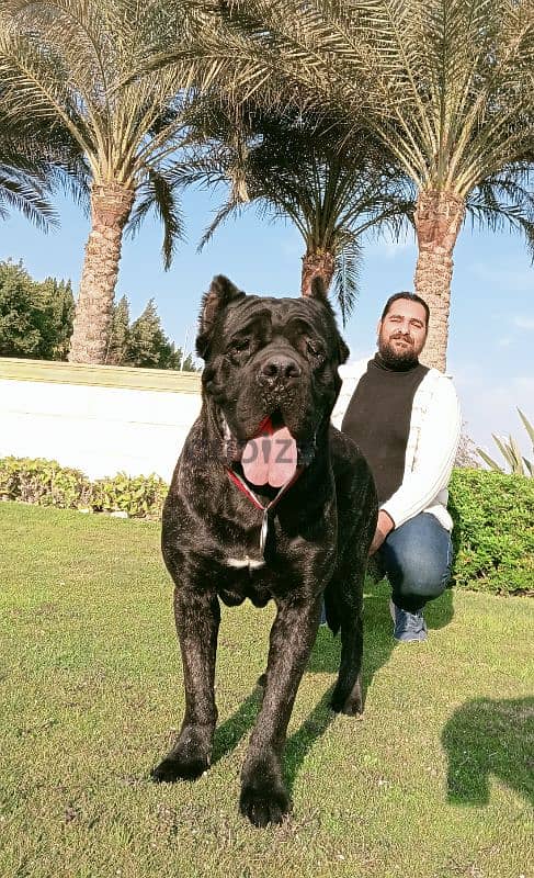 للجواز فقط Cane corso 1