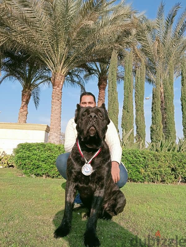 للجواز فقط Cane corso 2