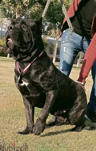 للجواز فقط Cane corso