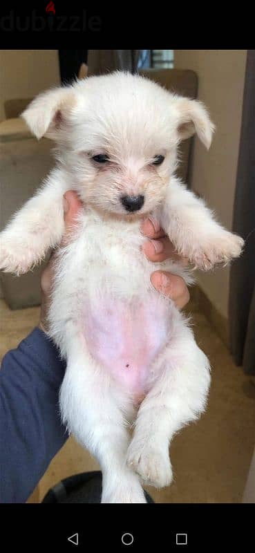 puppies for sell 45 day 0