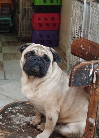 pug dog كلب بج