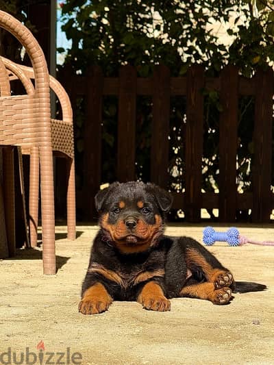 Rottweiler male puppy date of birth 1/12/2024