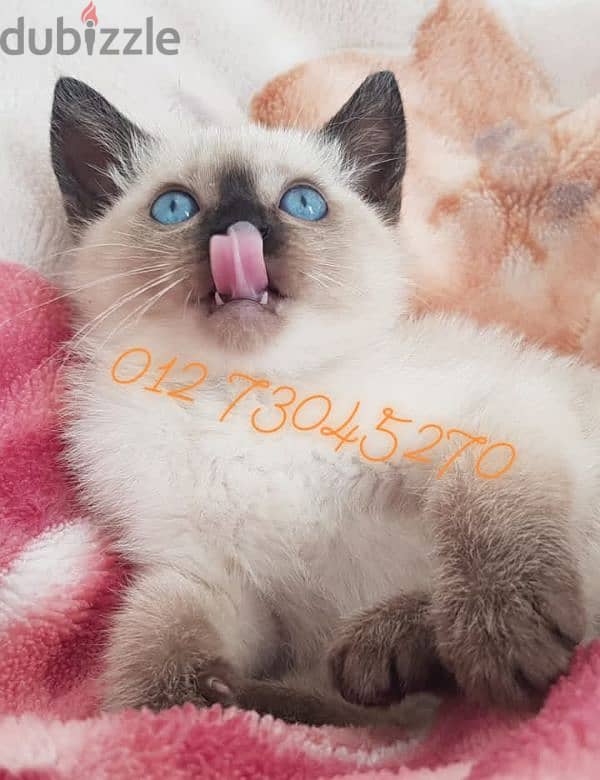 purebred siamese kitten سيامي قطط كيتن سیامی 1