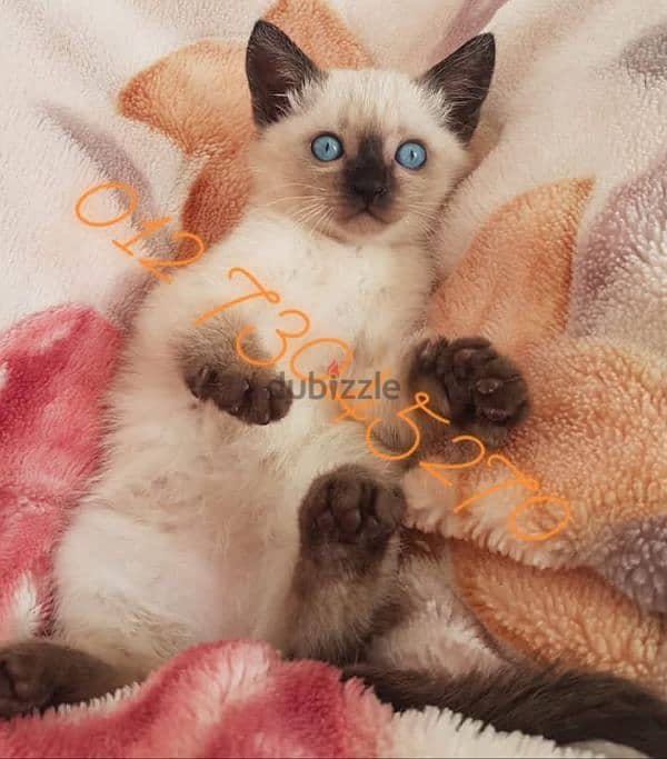 purebred siamese kitten سيامي قطط كيتن سیامی 2