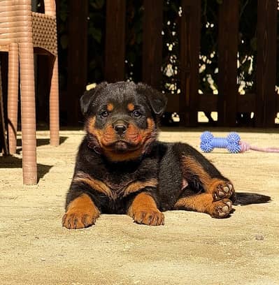 Rottweiler male puppy date of birth 1/12/2024