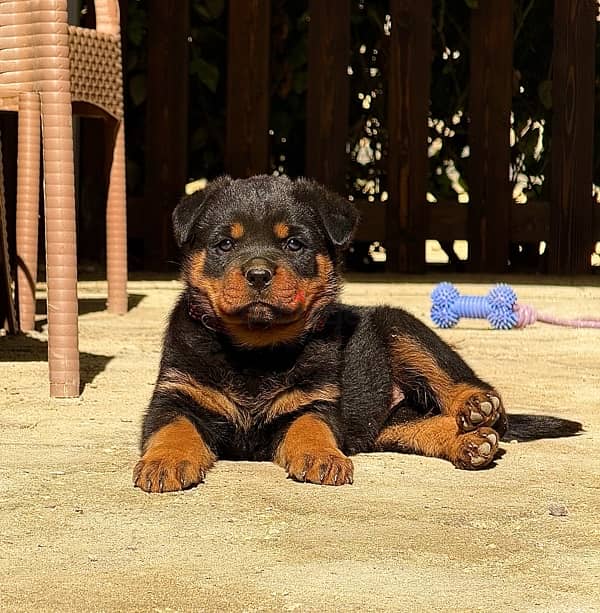 Rottweiler male puppy date of birth 1/12/2024 0