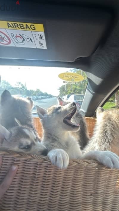 husky puppies for sale