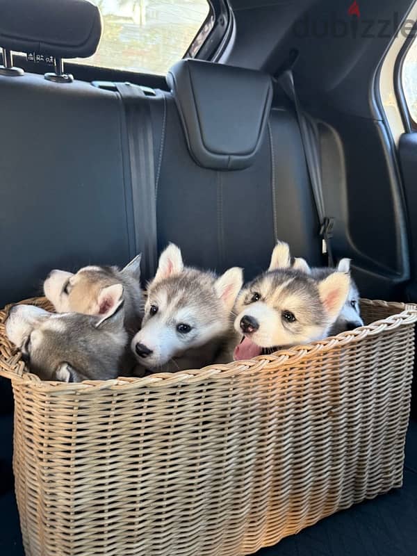 husky puppies for sale 1