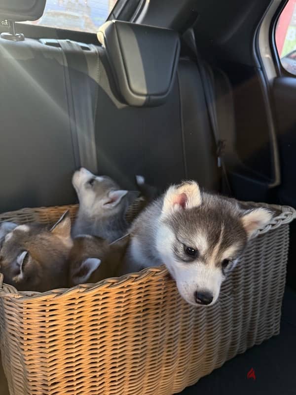 husky puppies for sale 2