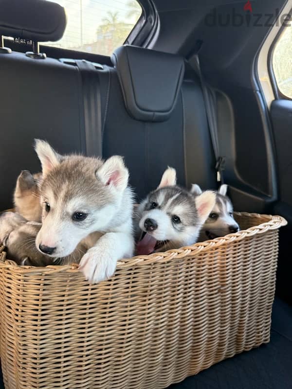 husky puppies for sale 3