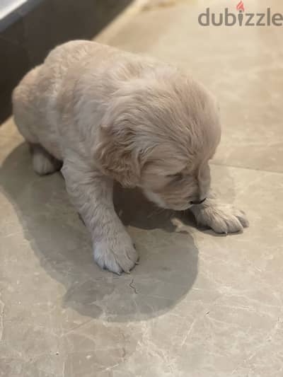 5 weeks old golden retriever puppy