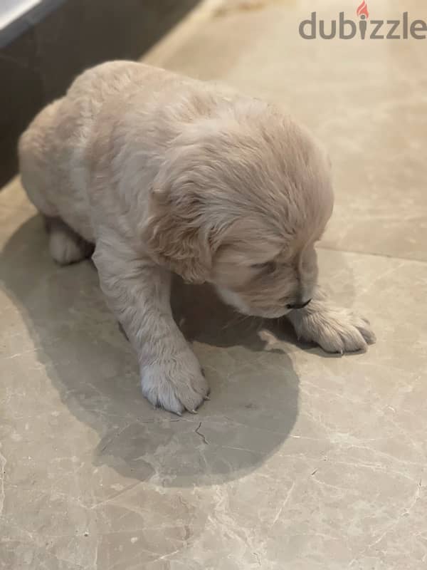 5 weeks old golden retriever puppy 0