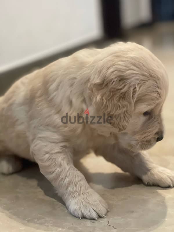 5 weeks old golden retriever puppy 1