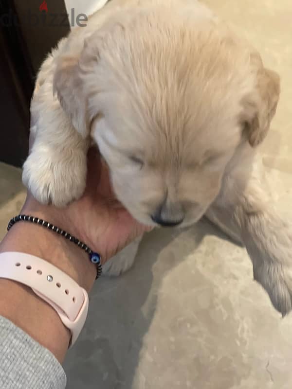 5 weeks old golden retriever puppy 2