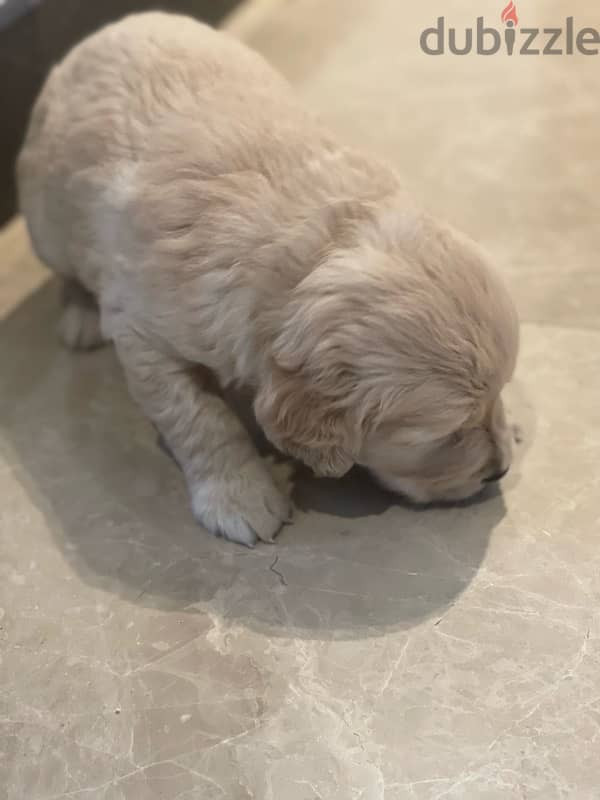 5 weeks old golden retriever puppy 3