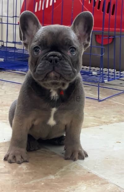 French bulldog puppies فرينش بولدوج