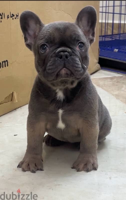 French bulldog puppies فرينش بولدوج 1