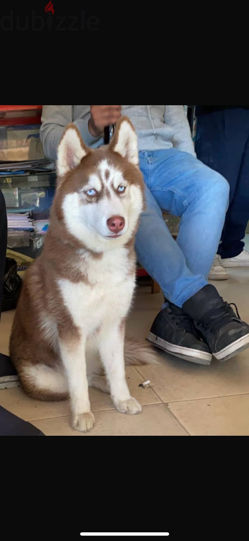 husky 0