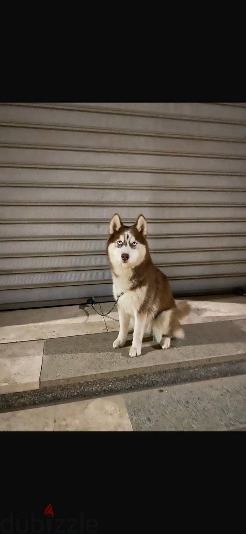 husky 1