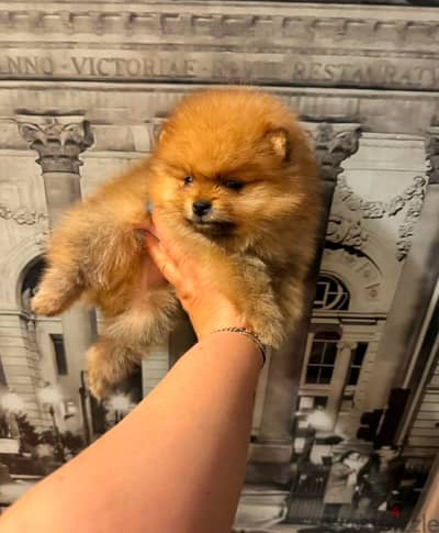 Pomeranian from Russia