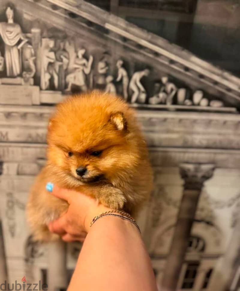 Pomeranian from Russia 1