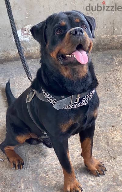 دكر روت للزواج / Rottweiler