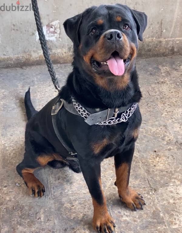 دكر روت للزواج / Rottweiler 1