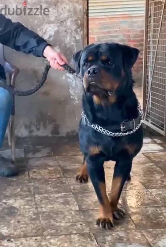 دكر روت للزواج / Rottweiler 5