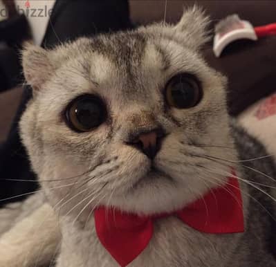 scottish fold cats (الاتنين مع بعض ب15