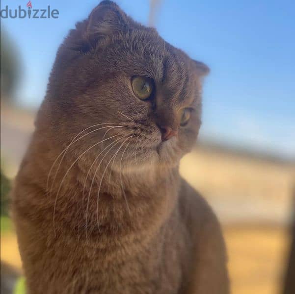 scottish fold cats (الاتنين مع بعض ب15 2