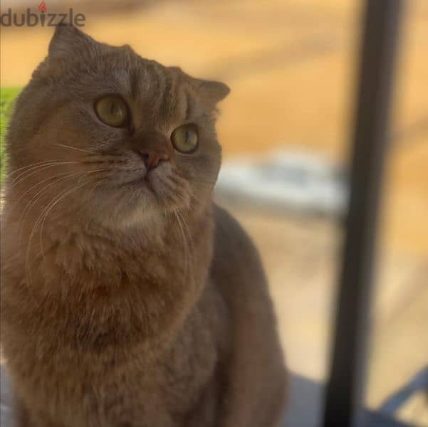 scottish fold cats (الاتنين مع بعض ب15 3