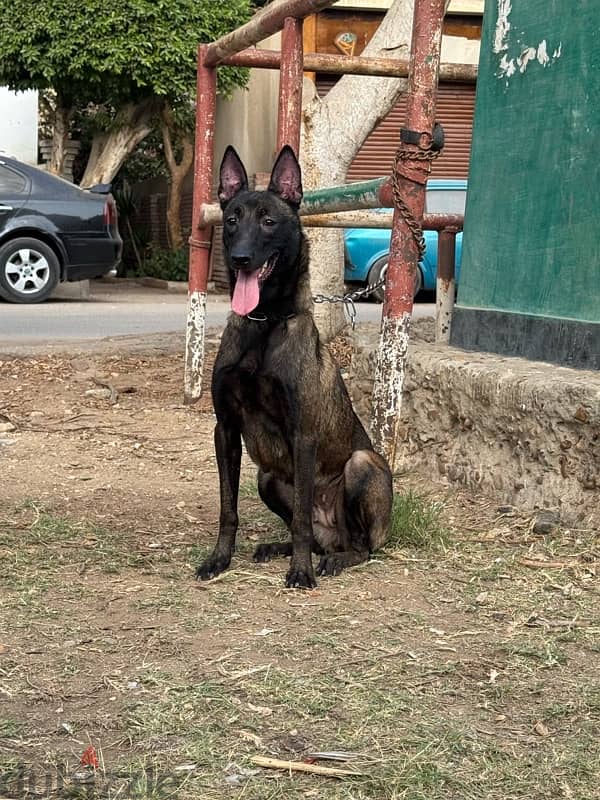 نتايه مالينو للبيع مستورده مغرب 0