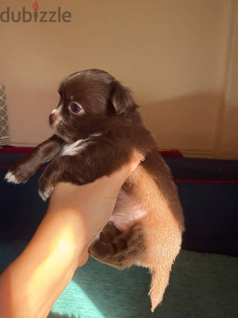 Chihuahua for sale male and female 1