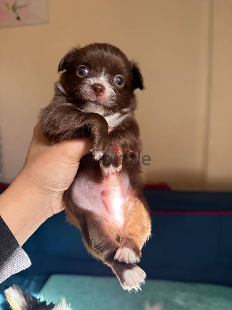 Chihuahua for sale male and female 2