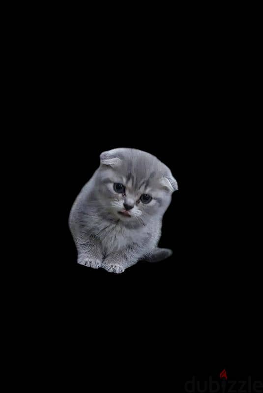 Scottish fold kittens 3