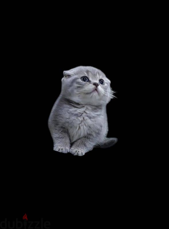 Scottish fold kittens 4