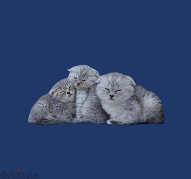 Scottish fold kittens 5