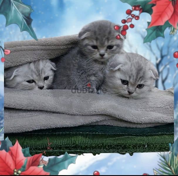 Scottish fold kittens 8