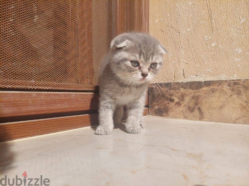 Scottish fold kittens 10