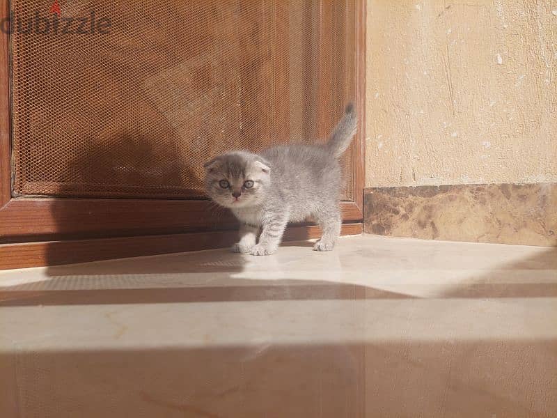 Scottish fold kittens 11