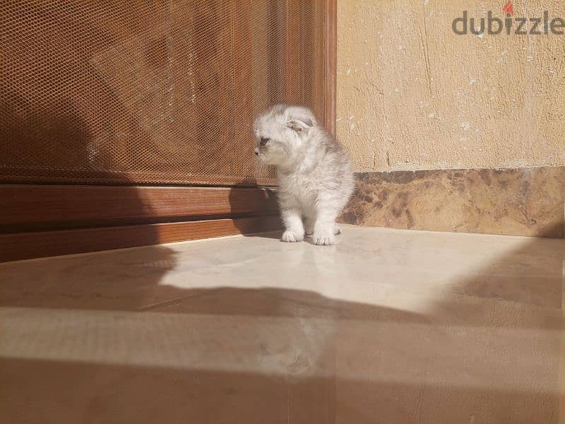 Scottish fold kittens 12