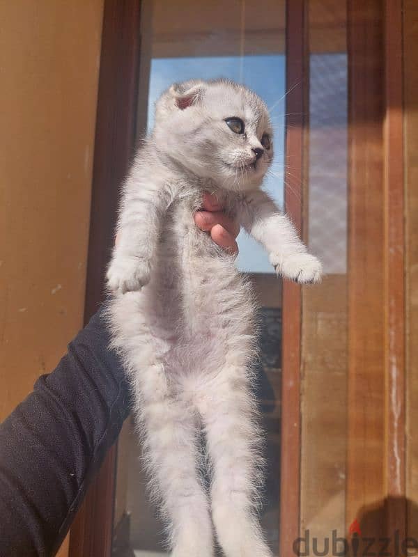 Scottish fold kittens 15