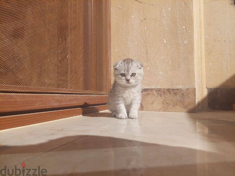 Scottish fold kittens 16