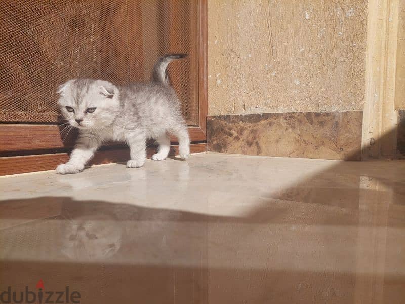 Scottish fold kittens 17