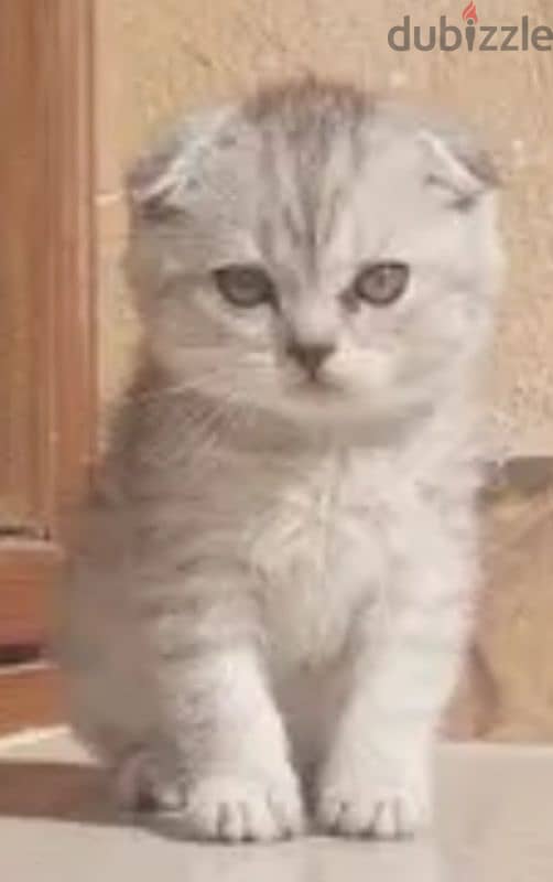 Scottish fold kittens 18